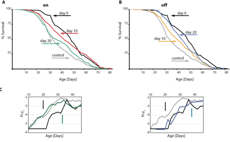 Figure 1. DN‐Dmp53‐dependent life span extension can be induced later in life and is reversible.  Survivorship curves of female  ELAV‐Switch‐DN‐Dmp53 flies demonstrate plasticity. When DN‐Dmp53 expression is turned on later in life (A; black: turned on at 