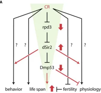 Figure  4.  A  framework  for  CR‐dependent  life  span extension in D.  melanogaster.  CR treatment of flies leads to a funnel‐effect: CR is a highly pleiotropic process that influences a  variety  of  biological  processes,  including  physiology,  ferti