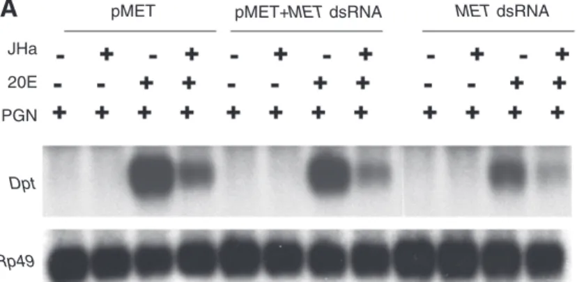 Fig. 9. (A) Northern blotting for Dpt shows that Met is not required for induction of Dpt expression by 20E;
