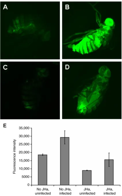 Fig. 2. Juvenile hormone analog (JHa) methoprene reduces expression of Drosomycin (Drs) in females of the Drs-GFP reporter strain DD1