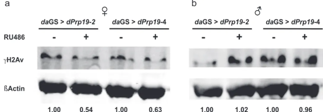 Fig. 3 Overexpression of dPrp19 decreases γ H2Av as marker for DNA double-strand breaks in females but not males