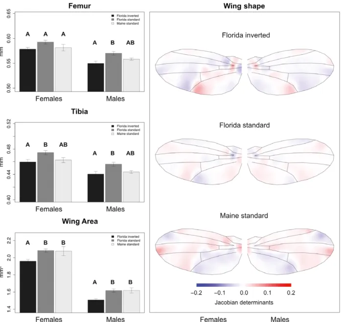 Fig. 1 The effects of In(3R)P on size-related traits. The left panel shows trait values averaged across line means for the three different groups differing in In(3R)P karyotype (‘Florida inverted’, FI; ‘Florida standard’, FS; ‘Maine standard’, MS)