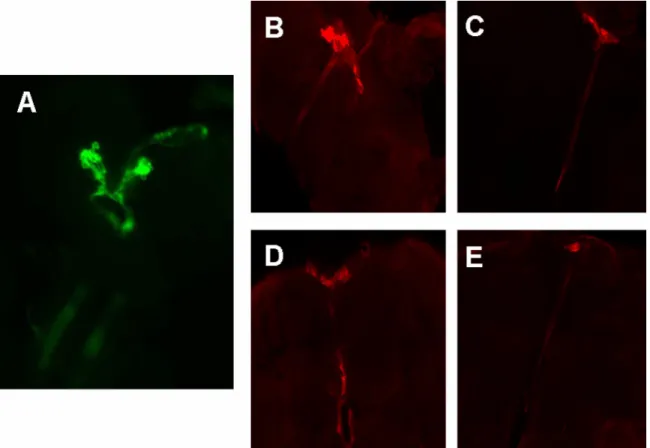 Fig. S4. DILP immunostaining of IPCs and axonal projections. (A) The pars intercerebralis of the fly brain contains the major insulin-producing cells (IPCs; in green, with GFP), which are functionally equivalent to the mammalian pancreatic ␤ cells (2, 4 – 