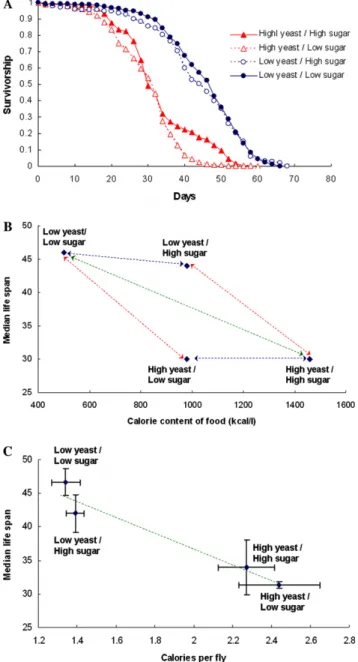 Fig. 1. Longevity, virtual calories, and caloric intake. (A) Longevity.