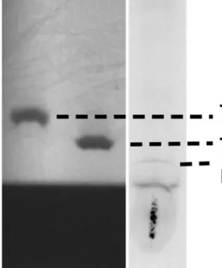Fig. 1 Does D. melanogaster synthesize THs? We performed TLC using radioactively labeled iodine ( 125 I) to test
