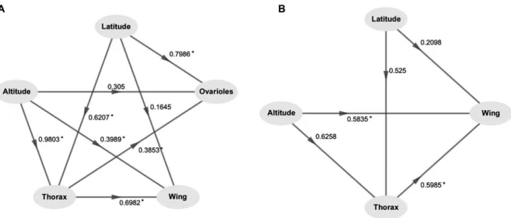 Figure 3. Path model of the effects of altitude and latitude on thorax length, wing area, and ovariole number