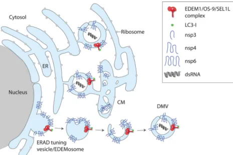 FIG 2 Model for the subversion of the ERAD tuning pathway by MHV. The viral proteins nsp3, nsp4, and nsp6 are located in the ER membrane and induce the formation of DMVs that are interconnected with CMs in a reticular network and serve as replication platf