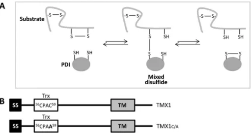 FIGURE 1:  TMX1 trapping mutant to stabilize TMX1–substrate complexes. (A) Mechanism of  reduction of disulfide bonds catalyzed by members of the PDI family
