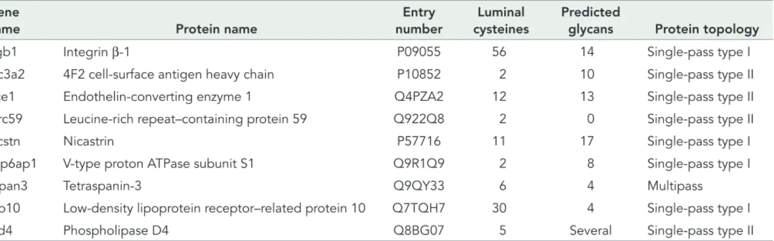 TABLE 1:  Endogenous substrates of TMX1 identified by mass spectrometry analysis.