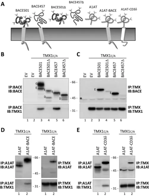 FIGURE 2:  TMX1 preferentially associates with membrane-bound substrates. (A) Model  polypeptides used in this study