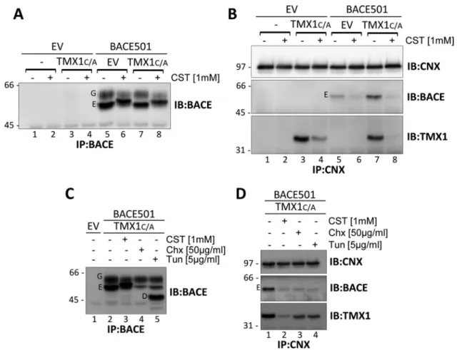 FIGURE 4:  Client-mediated association between TMX1 and CNX. (A) MEFs were cotransfected with an empty vector  (EV, lanes 1 and 2), an empty vector and HA-tagged TMX1 C/A  (3 and 4), an empty vector and BACE501 (5 and 6), or  BACE501 and HA-tagged TMX1 C/A