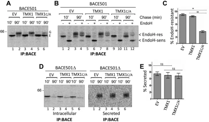 FIGURE 6:  Coexpression of TMX1 C/A  selectively delays BACE501 maturation. (A) MEFs were cotransfected with  BACE501 and an empty vector (EV, lanes 1 and 2), TMX1 (3 and 4), or TMX1 C/A  (5 and 6)