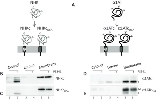 FIGURE 1:  Chimeras used in this study. (A) The soluble folding-defective NHK or the folding- folding-competent α1AT were fused with the transmembrane domain of CD3δ carrying an aspartic acid  residue (–) in the intramembrane domain to generate the NHKc an