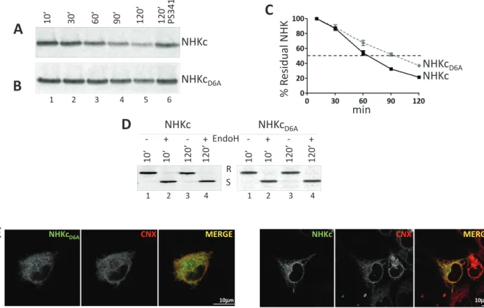 FIGURE 2:  The ionizable residue in the TM domain accelerates disposal of the folding-defective ectodomain