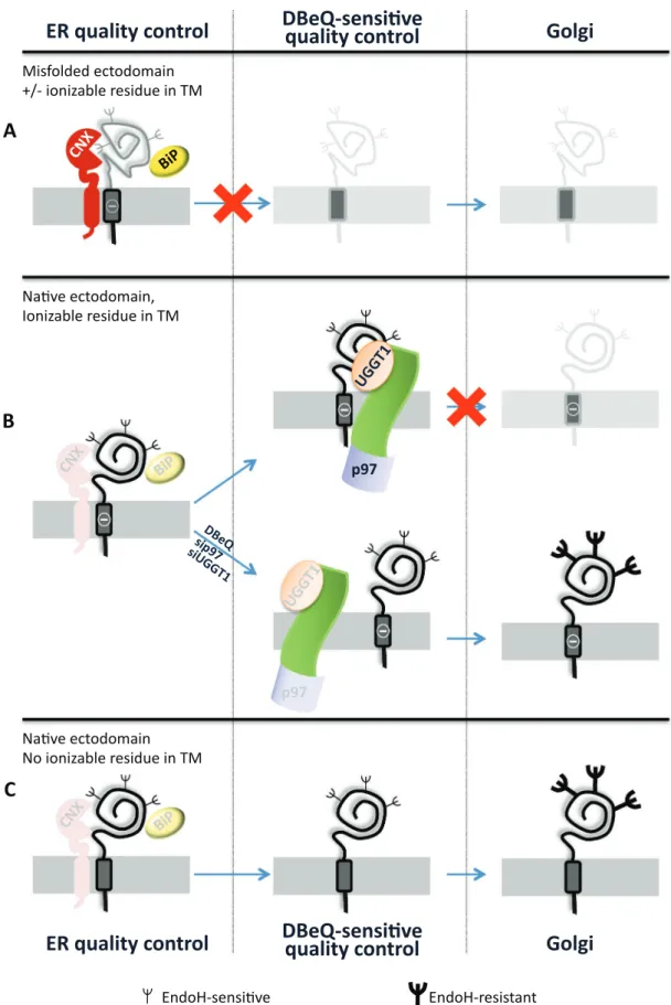 FIGURE 6:  The chimeras analyzed in this study and their fate. (A) The chimeras with the misfolded ectodomain  (NHKc D6A  and NHKc) are retained in the ER by the conventional quality control relying on UGGT1, CNX, and BiP  intervention