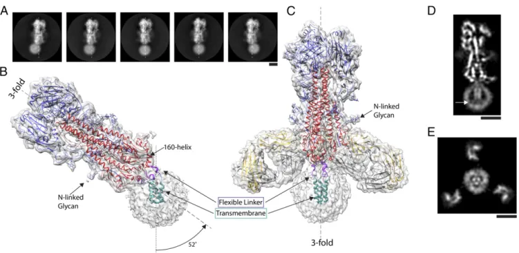 Fig. 1. The structure of full-length hemagglutinin from A/duck/Alberta/35/76 H1N1 determined by cryo-EM