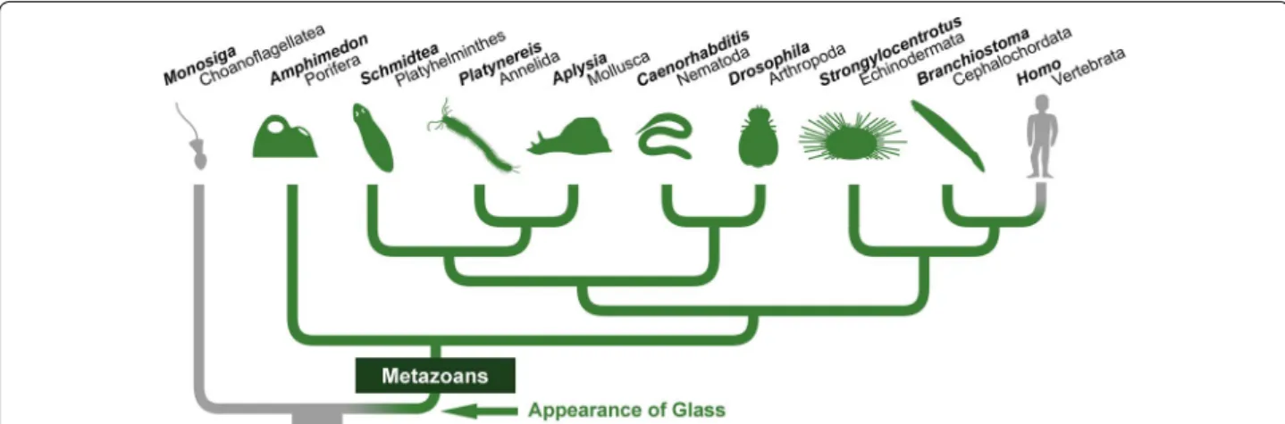 Fig. 2  Glass homologues exist in most animal groups. Based on sequence comparison (Additional file 4, also see Fig