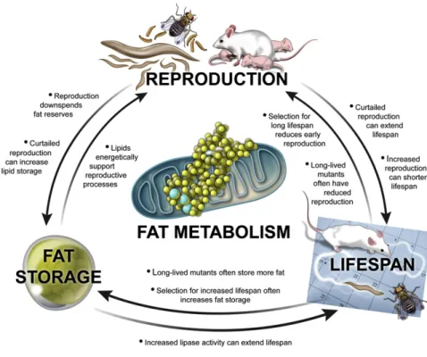 Figure 1. Reproduction, Fat Metabolism, and Life Span are Intimately Interconnected Although the mechanistic cause-and-effect  rela-tionships are not yet clear, multiple lines of experimental evidence point to tight links between reproduction, fat metaboli