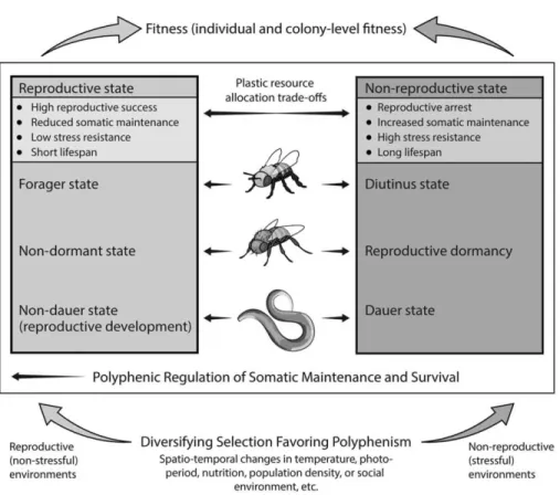 Figure 1. Maintenance and Survival Polyphenisms in Nematode Worms, Flies, and Bees