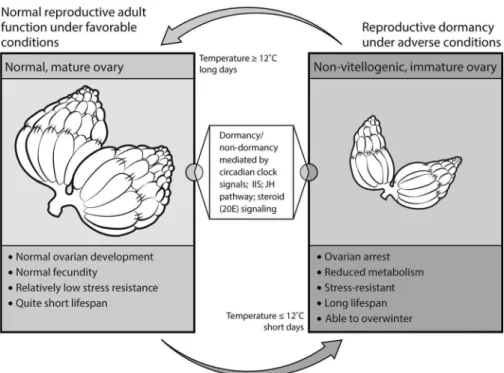 Figure 3. Adult Reproductive Dormancy in Fruit Flies