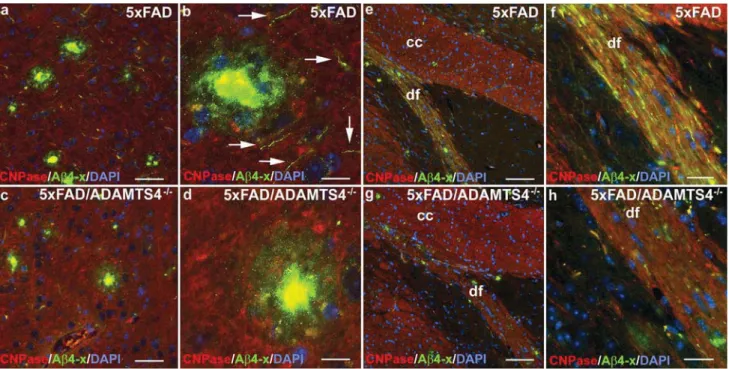 Fig. 4   Aβ4–x peptides in neuronal processes and white matter ﬁber  tracts. a, b Aβ4–x positive ﬁbers (arrows) were abundantly present in  the cortex of 12-month-old 5xFAD mice