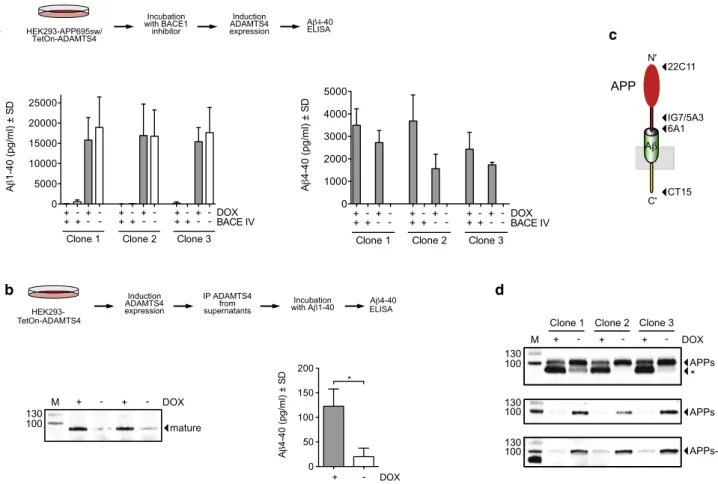 Fig. 2   ADAMTS4 generates Aβ4–x peptides without prior cleavage  of APP by BACE1, recognizes recombinant Aβ1–40 as substrate, and  aﬀects APPs levels