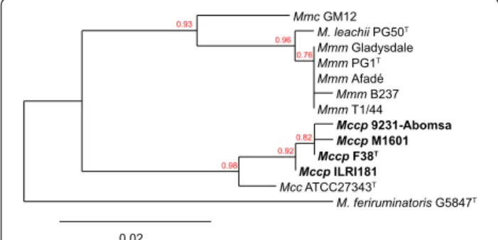 Figure 2  Phylogenetic tree based on the GlpO amino acid  sequences of “M. mycoides cluster” members