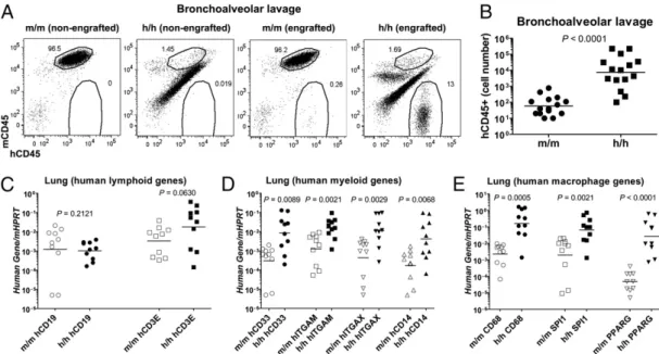 Fig. 2. Homozygous hIL-3/GM-CSF KI mice have enhanced human myeloid cell reconstitution in the lung