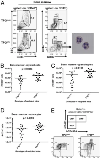 Fig. 4. Improved multilineage hematopoiesis in human TPO knock-in mice.
