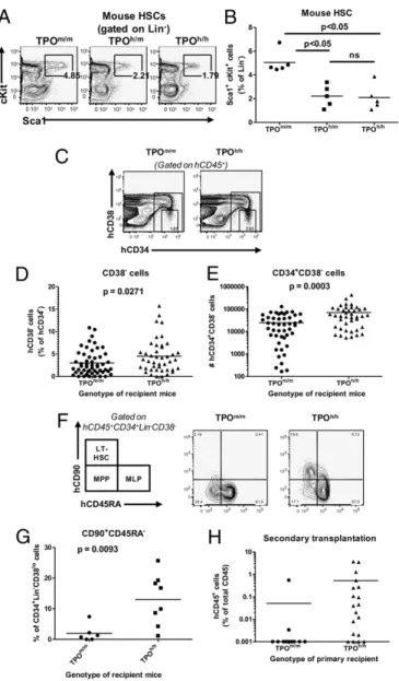Fig. 5. Decreased mouse lin − c-Kit + Sca1 + cells and increased number and self-renewal potential of human stem and progenitor cells in bone marrow of human TPO knock-in mice