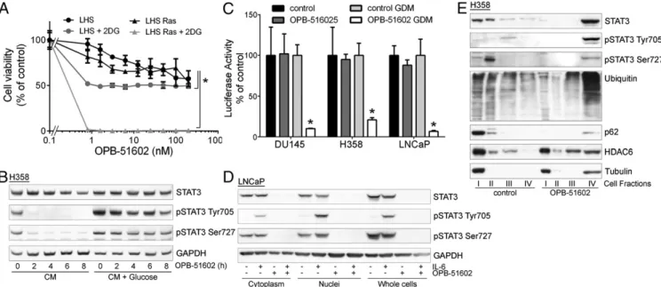 Fig. 3. Altered distribution of STAT3 and proteostasis in response to OPB-51602. (A) Proliferation of immortalized normal (LHS) and Ras-transformed (LHS- (LHS-Ras) prostate epithelial cells treated with OPB-51602 with or without 2-DG