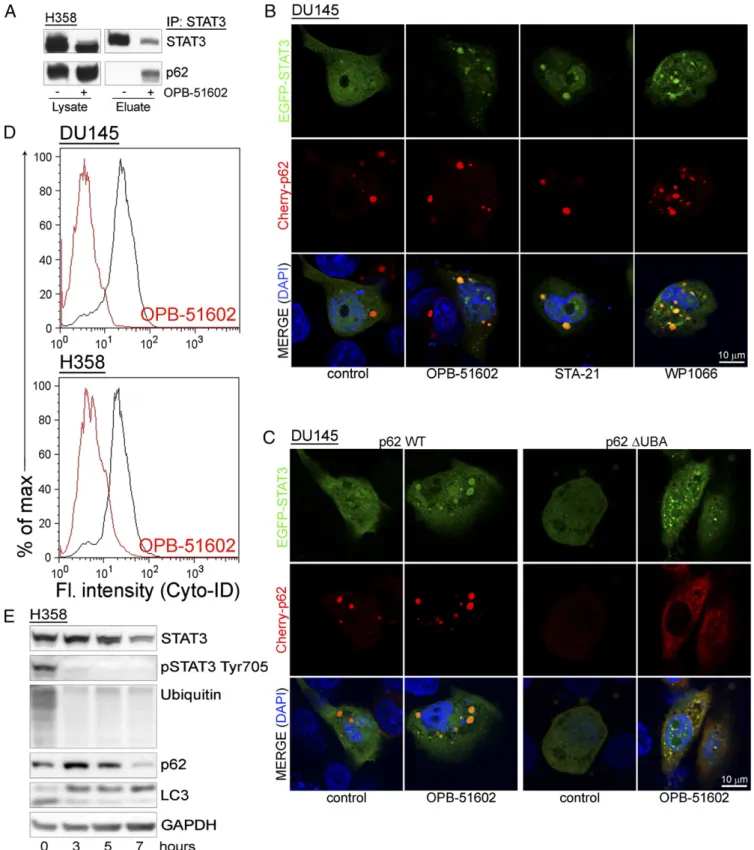 Fig. 5. Entrapment of p62 in STAT3-rich aggresomes. (A) Coimmunoprecipitation of STAT3 and p62 upon lysis in DISK buffer of control and OPB-51602 – treated H358 cells