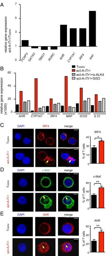 Fig. 3. IRF4, AhR, and c-Maf are activated upon stimulation of human CD4 + T cells with activin-A