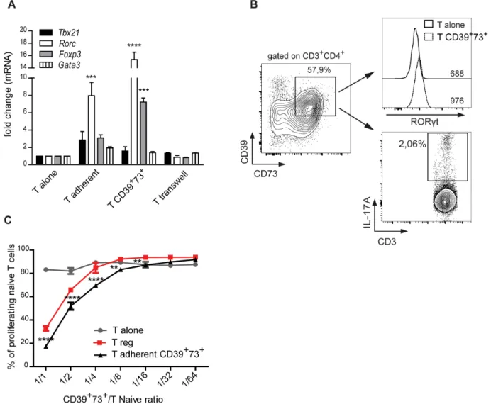 Figure 5: CD39 and CD73 upregulation correlates with immunosuppressive Th17 phenotype