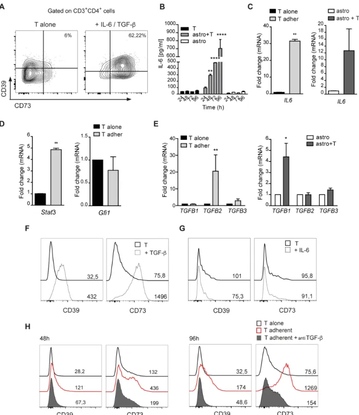 Figure 6: TGF-β promotes CD39 and CD73 upregulation in T cells.  A. FACS analysis for plasma membrane CD39 and CD73  in naive CD4 +  T cells stimulated for 96 h with anti-CD3/CD28 mabs in the presence of TGF-β and IL-6