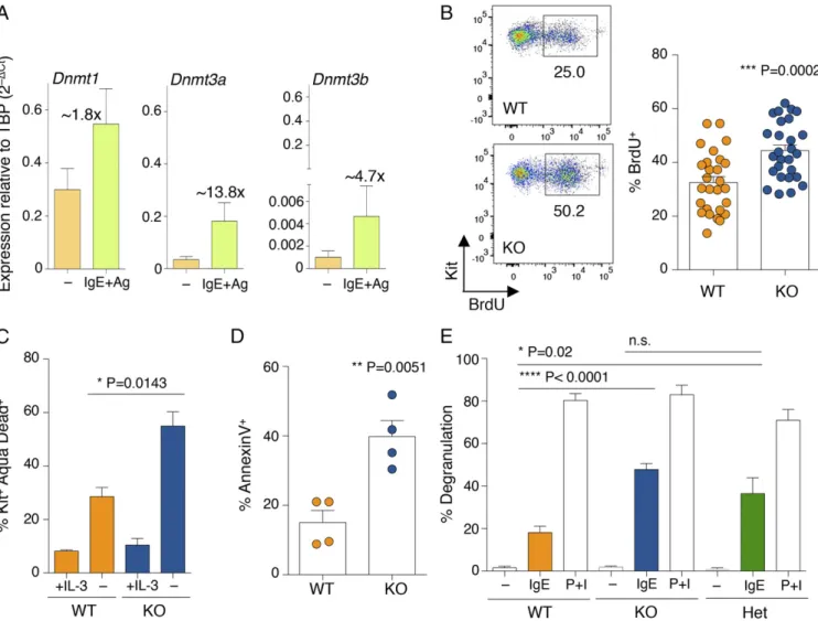 Fig. 1. Mast cells lacking Dnmt3a display a complex phenotype. (A) WT differentiated mast cells were either stimulated with IgE and antigen (Ag) for 6 h or left untreated