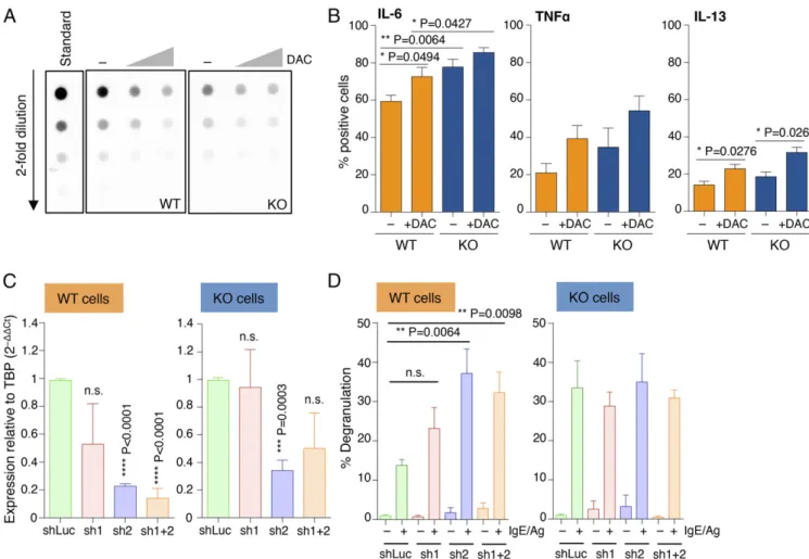 Fig. 3. Increased mast cell responses upon disruption of DNA methylation activities. (A) Differentiated mast cells were treated with 0.5 and 5 μM 5-aza-2′- 5-aza-2′-deoxycytidine for 48 h, after which genomic DNA was extracted and overall levels of 5mC wer