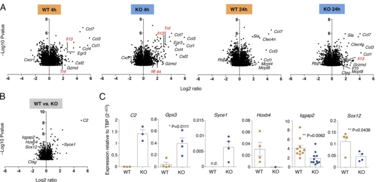 Fig. 5. Chromatin accessibility in WT and KO cells. (A) The scatter plot shows ATAC-seq signals as reads per million (RPM) per kilobase at chromatin accessible regions in WT and Dnmt3a KO cells