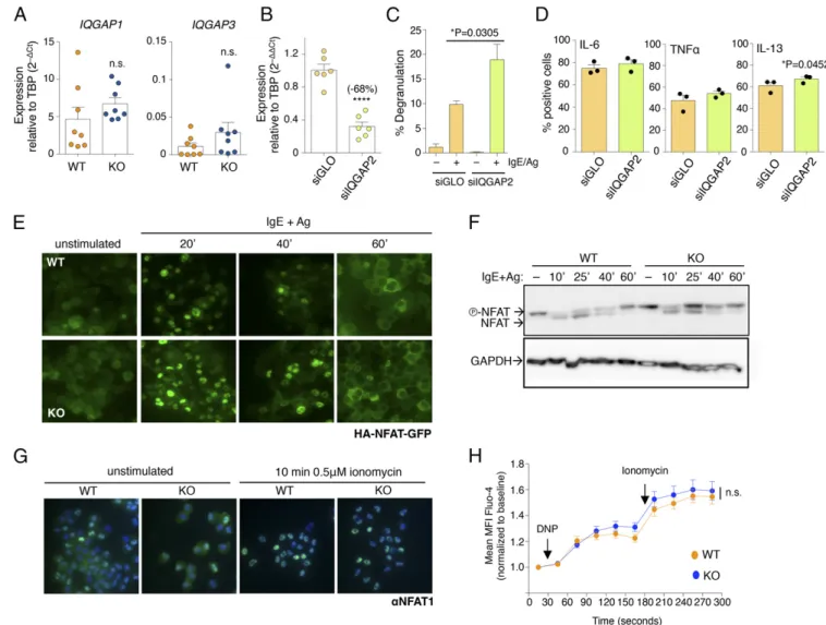 Fig. 6. Reduced expression of Iqgap2 is sufficient to increase mast cell degranulation