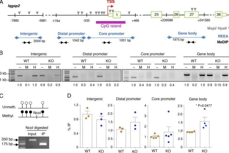 Fig. 7. Methylation analysis of the Iqgap2 locus. (A) Schematic representation (not to scale) of the Iqgap2 locus, with the location of the primers used for REAA and MeDIP-PCR indicated, as well as the location of the restriction sites (MspI/HpaII) require