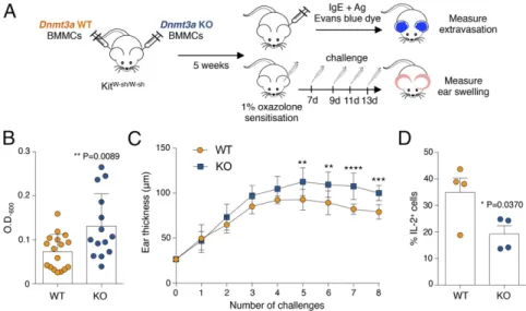 Fig. 8. Increased acute and chronic inflammatory responses in vivo in the absence of Dnmt3a