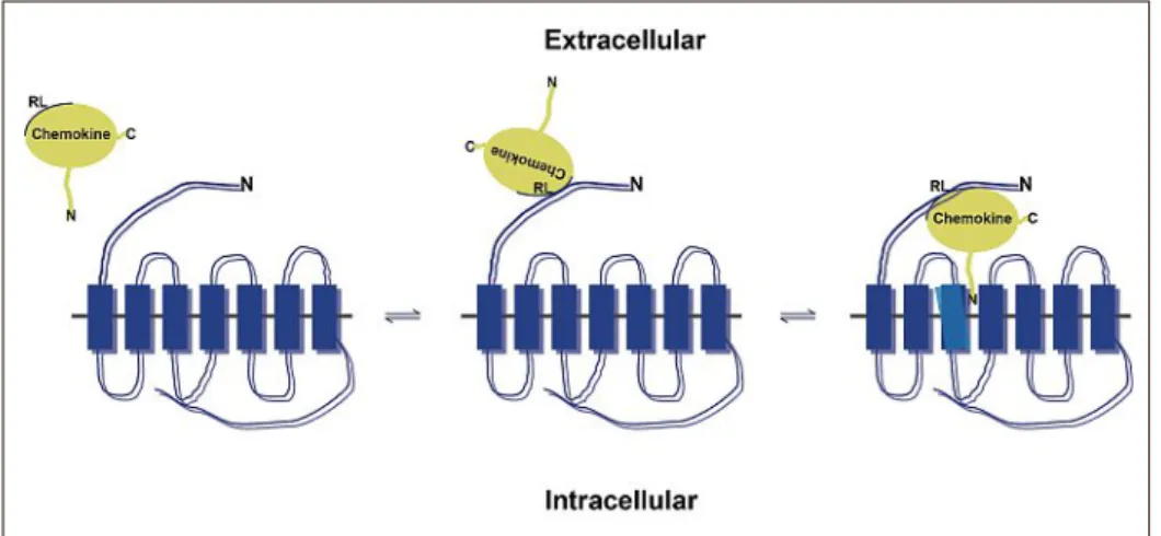 Fig. 2. Two­step chemokine receptor binding model. Chemokines (in yellow) first dock to the N­terminus of the heptahelical receptor via their rigid loop (RL)