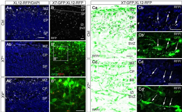 Fig. 2. CXCR7 accumulates CXCL12-RFP in interneurons. Confocal images show RFP in the cortex of E14.5 CXCL12-RFP transgenic mice (XL12-RFP;