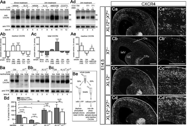 Fig. 3. CXCR7 regulates CXCL12-promoted activation and downregulation of CXCR4. (A,B) Immunoblots analyzing the expression level and activation state of CXCR4 in lysates from E14.5 telencephalic neurons (Aa-e) and E15.5 Cxcr7 −/− (X7 −/− ), Cxcl12 −/− (XL1