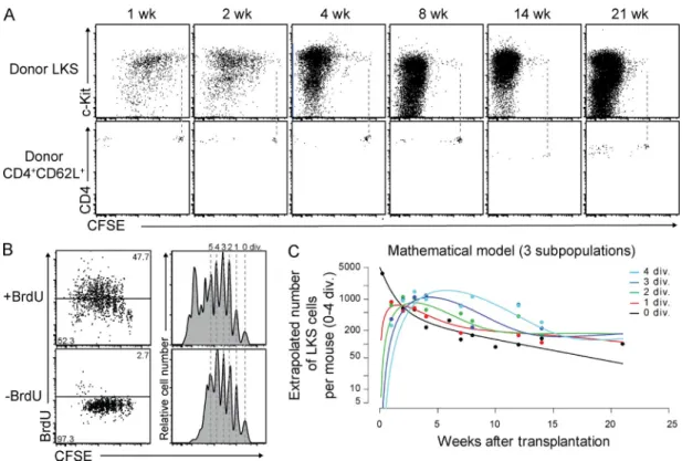 Figure 1.  Steady-state divisional heterogeneity of LKS cells revealed by in vivo CFSE dilution