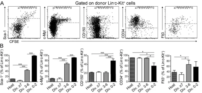 Figure 2.  Expression of HSC surface markers upon division of CFSE-labeled LKS cells in BM