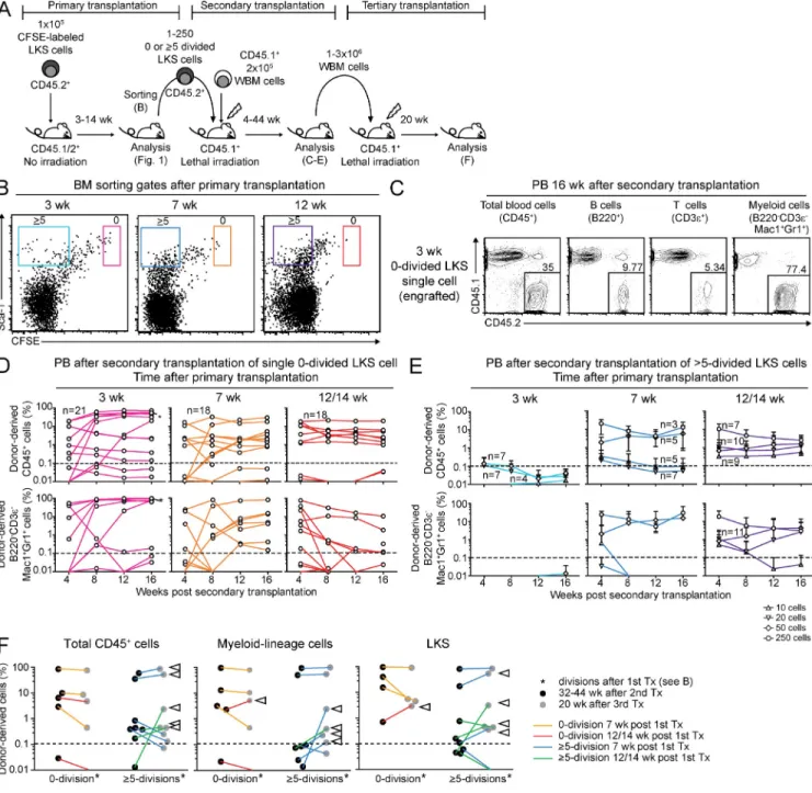 Figure 3.  HSCs have heterogeneous divisional activity. (A) Experimental scheme of sequential transplantation