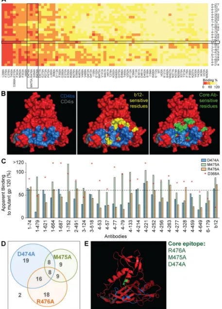 Figure .  Mapping of the HIV- gp20 core   epitope. (A) Heat map summarizes the binding of the  different anti-core antibodies and b12 to gp120 alanine  mutants