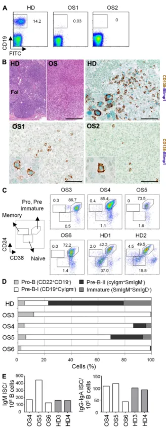 Fig. 2 B and Fig. S1 A). As a consequence, the absolute number  and  relative  proportion  of  splenic  B220 +   B  cells  were   pro-foundly reduced in Rag2 R229Q  mice (P &lt; 0.0001; Fig