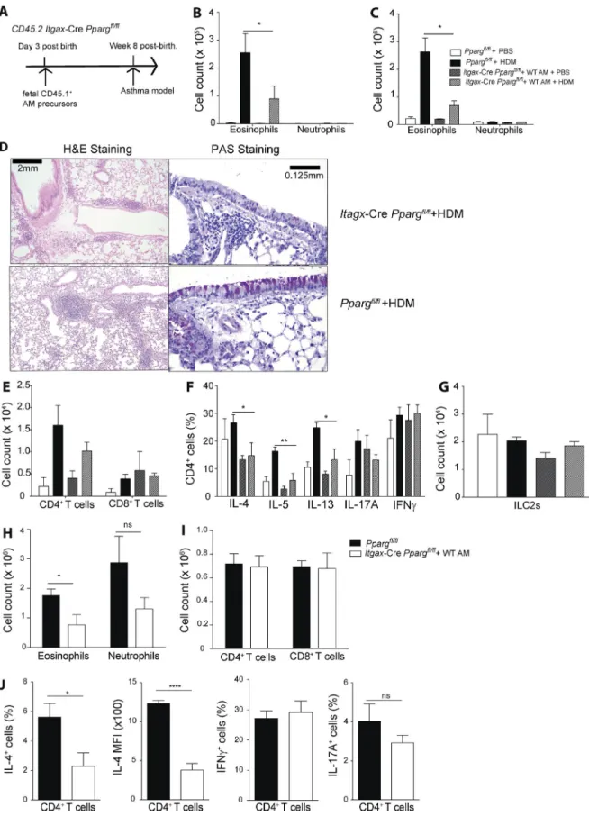 Figure 6. PPAr γ  in dcs modulates th2 polarization in vivo. (A) The generation of Cd11c-CrePparg fl/fl  mice containing WT AMs is shown schemat- schemat-ically